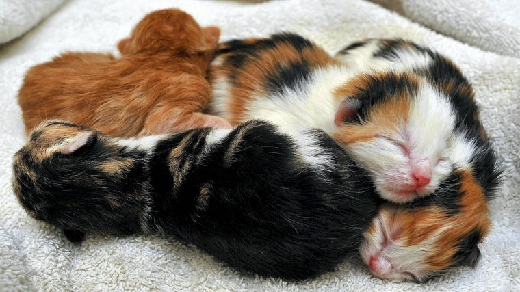 Фото: Котенок с «двумя мордочками» вырос и стал самым красивым животным в мире