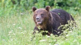 СК РФ проверит видео с охотой губернатора Левченко на медведя