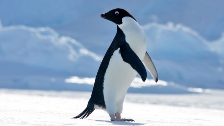 Сотни мумий пингвинов Адели найдены в Антарктиде