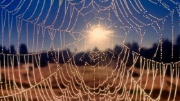 Пугающие чудеса коллективного разума: Миллионы пауков сплели гигантскую паутину