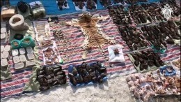 В Приморье будут судить продавщицу 48 мешков с убитыми тиграми и медведями