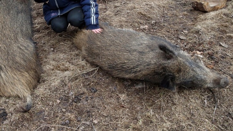 Вспышка африканской чумы свиней зарегистрирована в Ленинградской области
