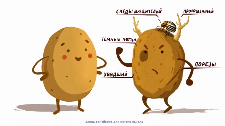 Картошка-красавица — Роскачество объяснило, как опознать качественный корнеплод