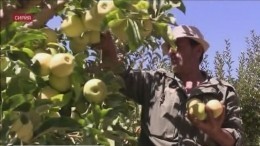 Фермеры из сирийской провинции Дамаск продадут яблоки в Россию