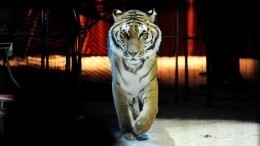 Тигр упал в обморок во время циркового номера в Магнитогорске