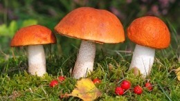 Главный синоптик Петербурга позвал горожан в лес за грибами