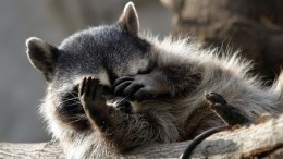 Американские еноты очень полюбили музыку