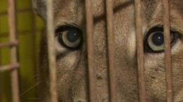 Дикое сафари в подмосковном поселке