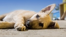 Страшно уставшую собаку сняли на видео посетители минимаркета в США