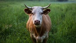 Корова со стремянкой на шее перепугала автомобилистов в Махачкале