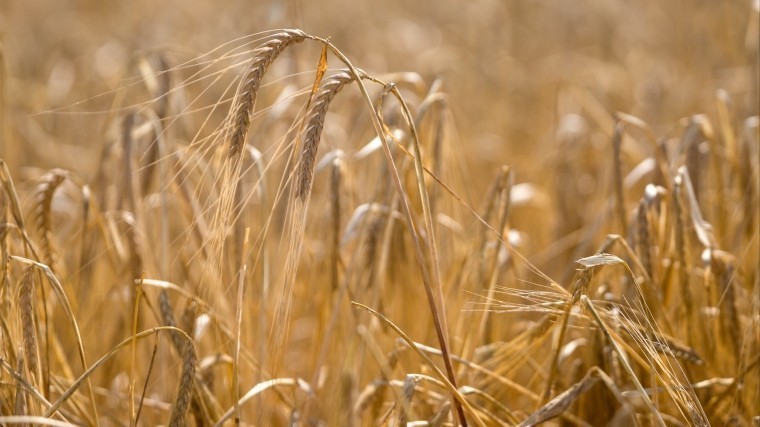 Россия начнет продавать зерно на бирже в ближайшее время