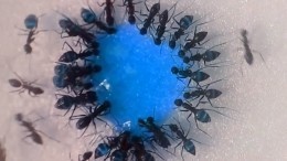 Видео: отряд муравьев рьяно пожирает сладкую голубую каплю