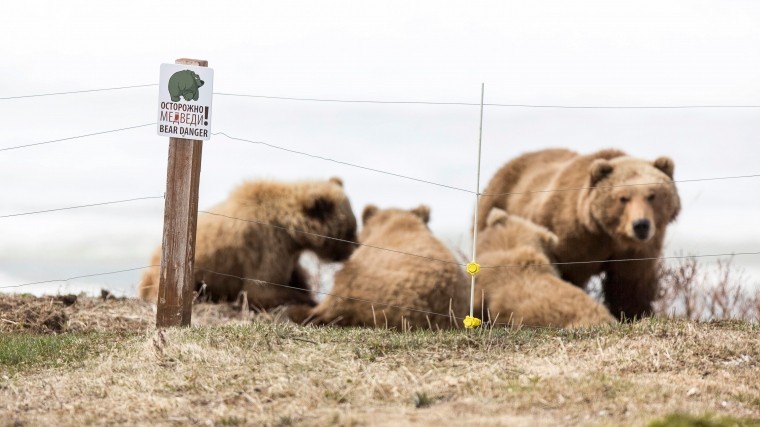 Затянувшееся бабье лето измучило русских медведей
