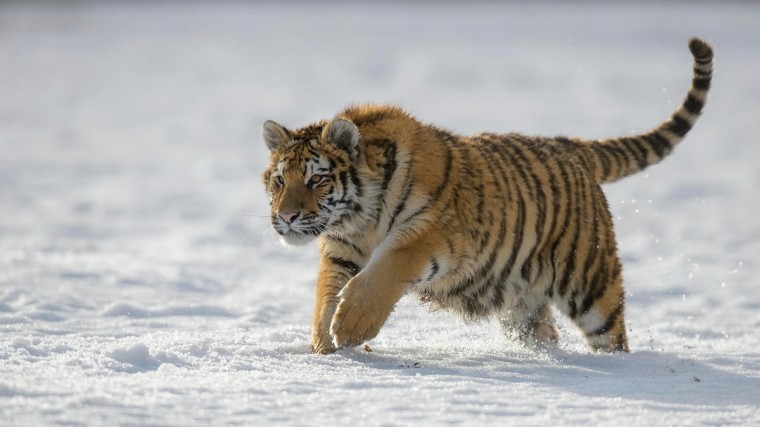Молодая амурская тигрица поселилась в зоосаде Деда Мороза в Великом Устюге