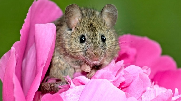 Мыши помогли ученым раскрыть секрет здорового зачатия
