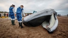 Кит весом 35 тонн выбросился на пляж в Бельгии — видео
