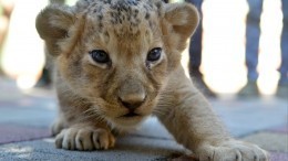 Петербуржец попросил львенка помочь ему с выбором пива