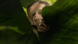 В сети появился трейлер фильма «Маугли» от Энди Серкиса — видео