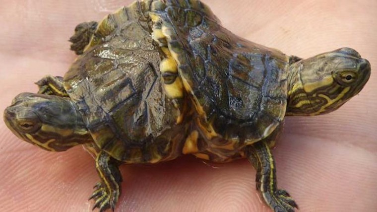 На Кубе нашли «неведому зверушку» — двухголовую шестилапую черепаху