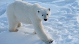 В Чукотском заповеднике застрелили белого медведя, возбуждено уголовное дело