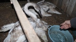 Видео: Вмерзших в лед озера лебедей спасли неравнодушные жители Омска