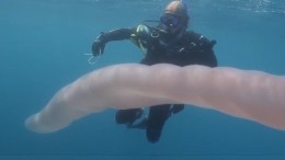 Гигантского водяного червя сняли на видео у берегов Новой Зеландии