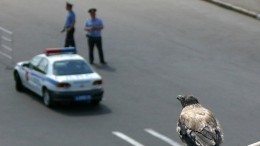 В Дагестане проверяют капитана ГИБДД из-за сына-лихача