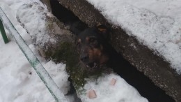 В сети появилось видео спасения бездомного пса, угодившего в бетонную западню