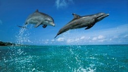 Видео: почти 150 дельфинов выбросились на берег в Новой Зеландии