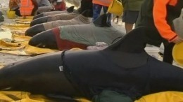 В Новой Зеландии киты массово выбросились на берег
