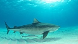 Видео: на Багамах акула напала на человека