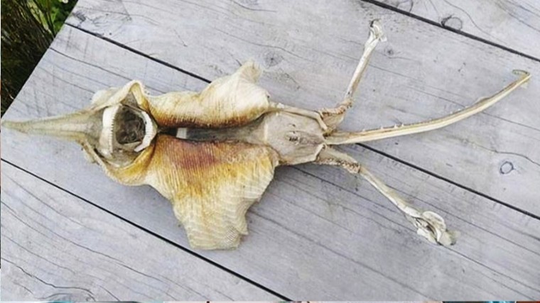 Фото скелета таинственного морского гада удивило интернет-пользователей