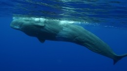 Видео: в Канаде кит притворился бассейном ради ужина