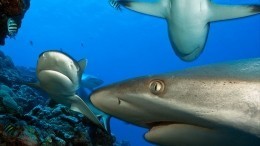 Нашествие акул на тайском курорте попало на видео