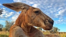 В Австралии скончался самый известный кенгуру — видео