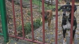 Бороться со стаями бродячих собак в Сочи будут зоозащитники — репортаж