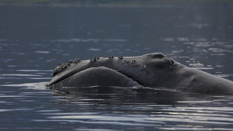 У берегов Чукотки ученые встретили редчайшего представителя морских китов