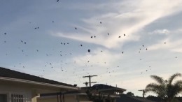 Взволнованные вороны окружили «НЛО» — видео
