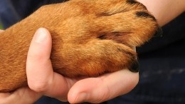 Новый закон о защите животных: как он будет работать и кого защищать?