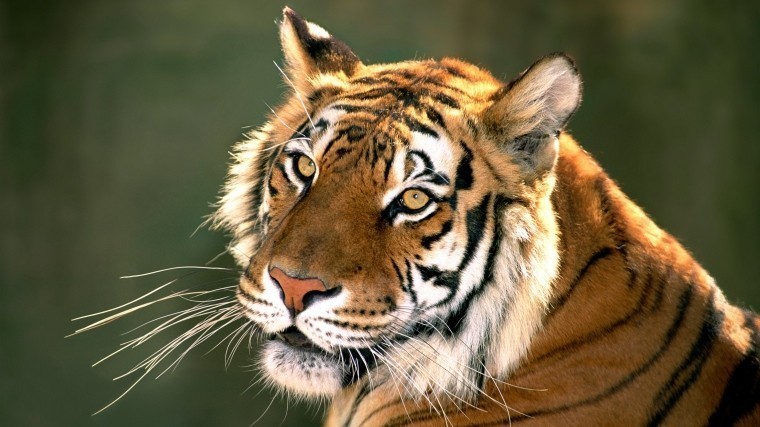Эдгард Запашный укусил тигра — фото