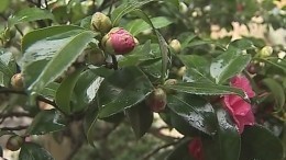 Самые популярные новогодние маршруты: чем удивит Крым?