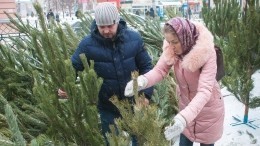 Уксус и бытовая химия — новое применение старым новогодним елям