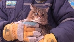 В МЧС рассказали, сколько животных спасли из-под завалов в Магнитогорске