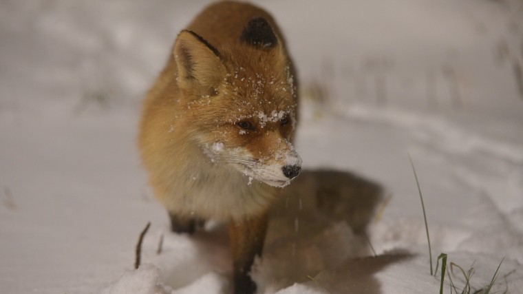 Фото: пугливая лиса разгуливает по Петербургу