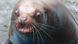 Видео: огромный тюлень-сивуч попытался ограбить машину с рыбой