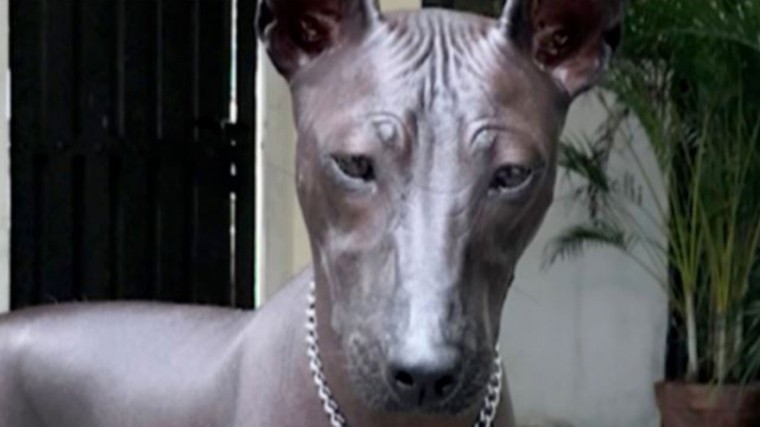 Пользователи сети принимают лысую собаку за статую — видео