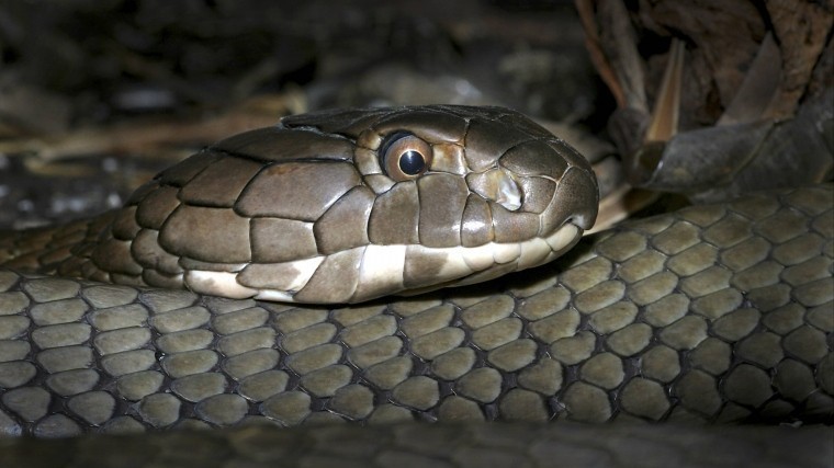 Видео: Королевская кобра проглотила питона на глазах изумленных туристов