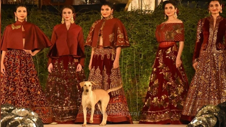 От пёстюр: В Индии дворовый пёс стал звездой модного показа