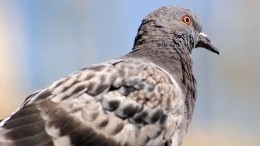 Самый музыкальный в мире голубь живет в австралийском Мельбурне