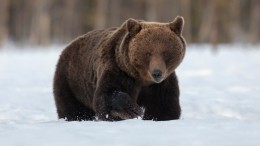 На Камчатке объявился новый Жрун, который не залег в зимнюю спячку